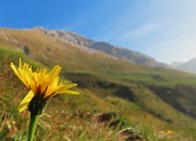 12 Noi fiori gialli splendiamo anche a inizio autunno 